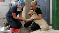 Les Vétérinaires du Midwest