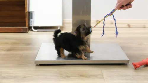 Les Vétérinaires du Midwest Que le carrosse soit avec toi