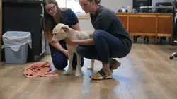 Les Vétérinaires du Midwest