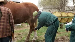 Les Vétérinaires du Midwest