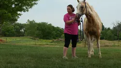 Les Vétérinaires du Midwest