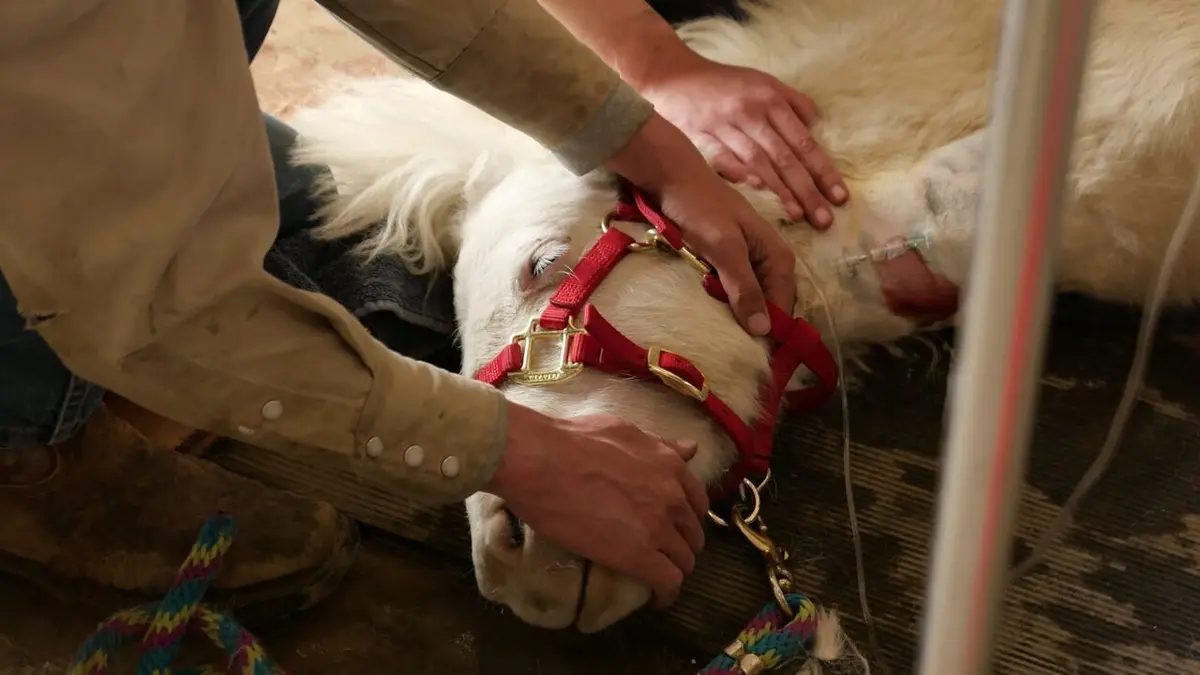 Les Vétérinaires du Midwest Travail au poil