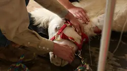 Les Vétérinaires du Midwest