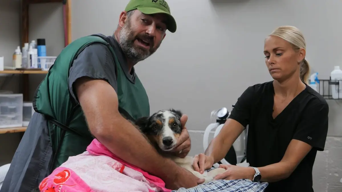 Les Vétérinaires du Midwest