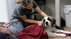 Les Vétérinaires du Midwest