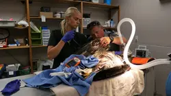 Les Vétérinaires du Midwest