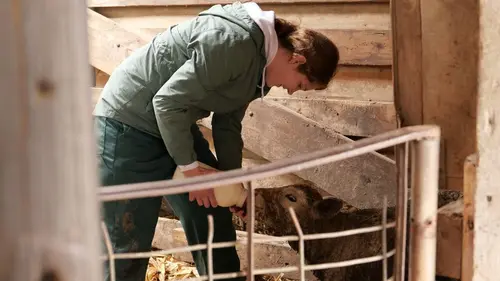 Photos de Les Vétérinaires du Midwest