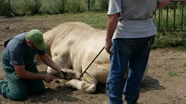 Le mystère s'emplume