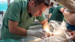 Les vétos de Bondi Beach