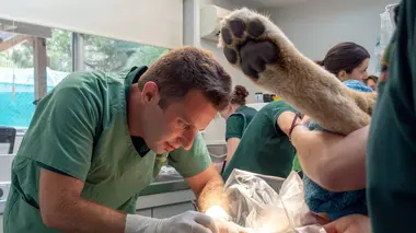 Les vétos de Bondi Beach