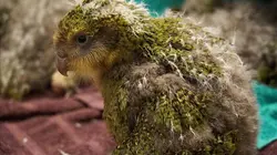 Les vétos de Nouvelle-Zélande