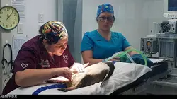 Les vétos de Nouvelle-Zélande