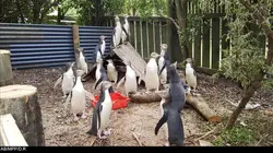 Les vétos de Nouvelle-Zélande