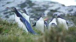 Les vétos de Nouvelle-Zélande