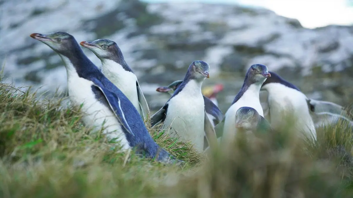 Épisodes de Les vétos de Nouvelle-Zélande