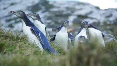 Les vétos de Nouvelle-Zélande S01E01 Première année