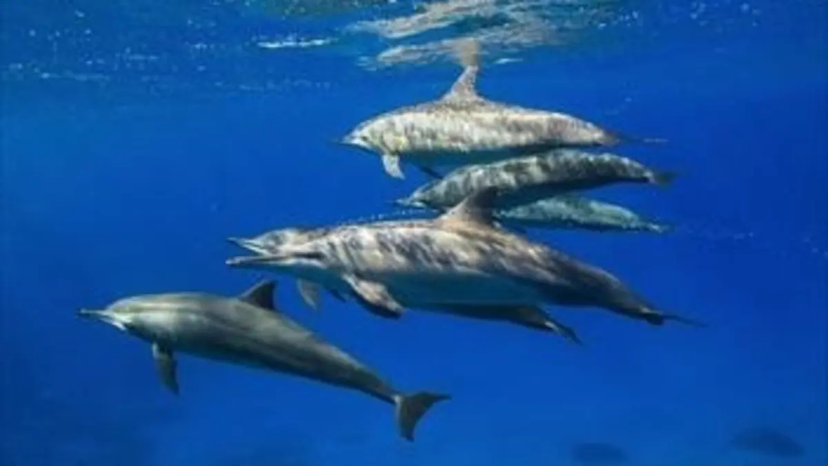 Les virtuoses de la nature S01E02 Les grands séducteurs