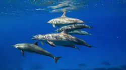 Les virtuoses de la nature S01E02 Les grands séducteurs