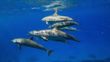 Les grands séducteurs