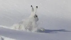 Les virtuoses de la nature