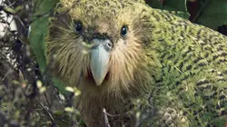Les volcans de Nouvelle-Zélande