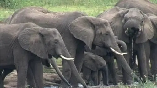 Les vrais seigneurs de la savane
