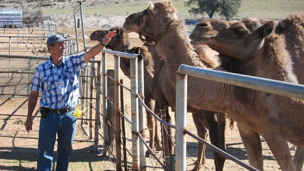 Les zarbis S02E02 Bataille animale / L'île au diable