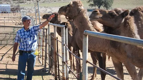 Les zarbis S02E02 Bataille animale / L'île au diable