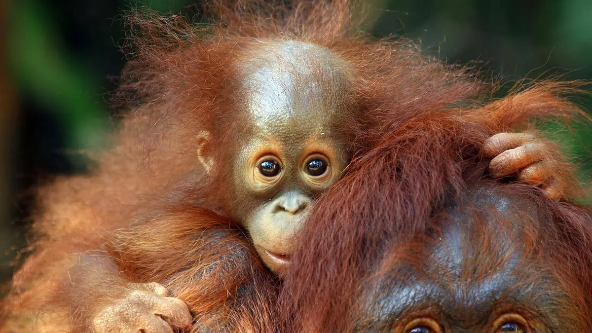 Les zoos les plus incroyables de France