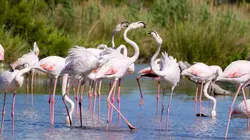 Leur Camargue, baromètre de la montée des eaux