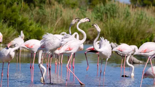 Leur Camargue, baromètre de la montée des eaux