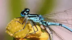 Visuel de Libellules