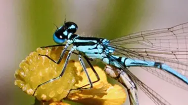 Libellules A tire-d'ailes