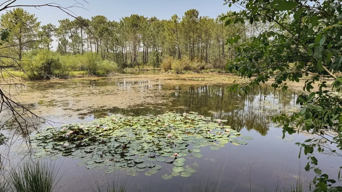 Libellules, salamandres et vipères : Une cohabitation au fil de l'eau