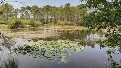 Visuel de Libellules, salamandres et vipères : Une cohabitation au fil de l'eau