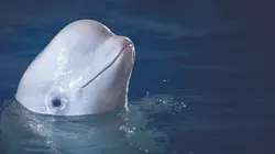Liberté pour les belugas !