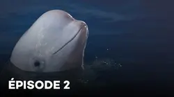 Liberté pour les belugas !