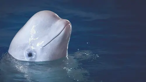 Liberté pour les belugas !