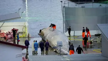 Liberté pour les belugas !