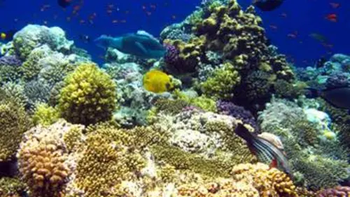 Libres et sauvages E13 Le récif corallien