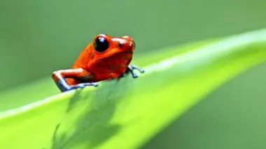 Stratégies de survie