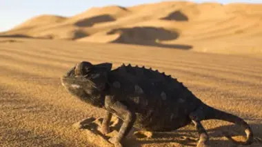 Reptiles et amphibiens