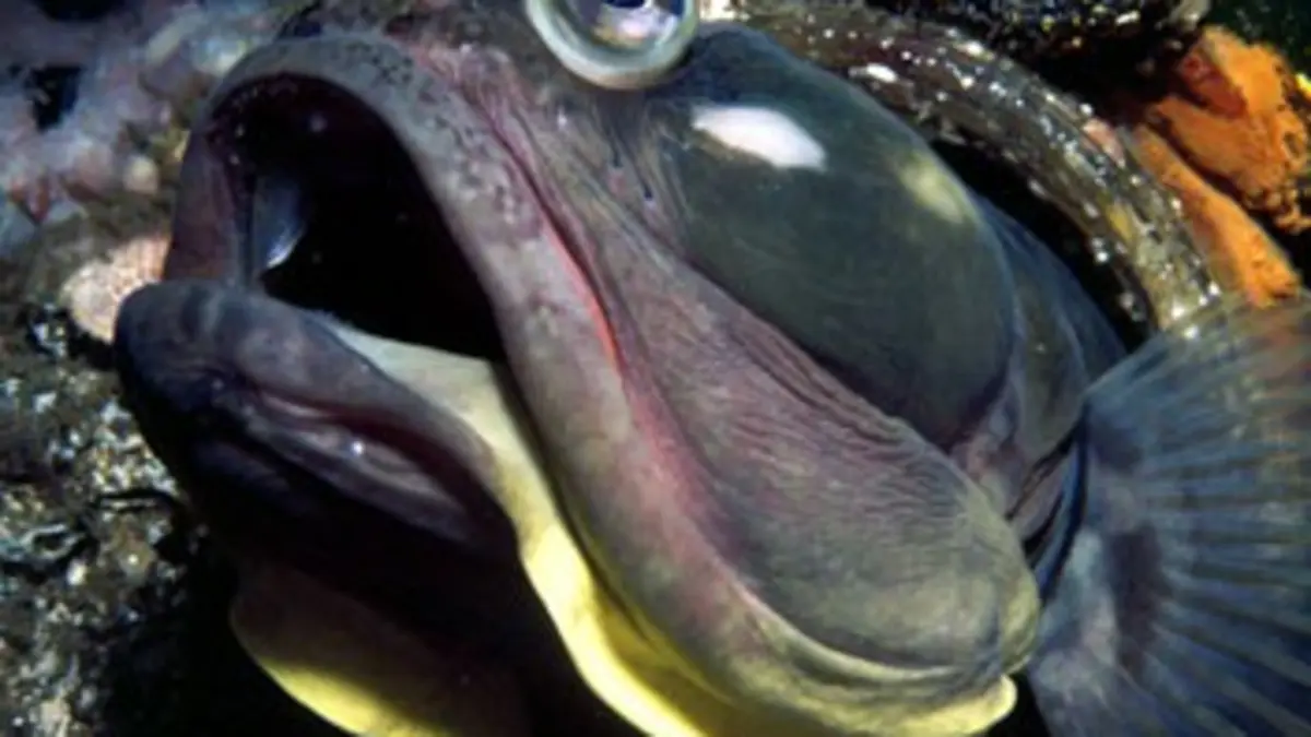 Life, l'aventure de la vie S01E04 Les poissons