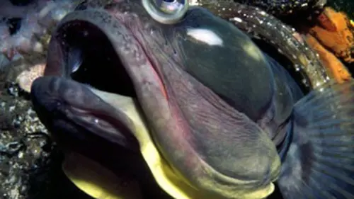 Life, l'aventure de la vie S01E04 Les poissons