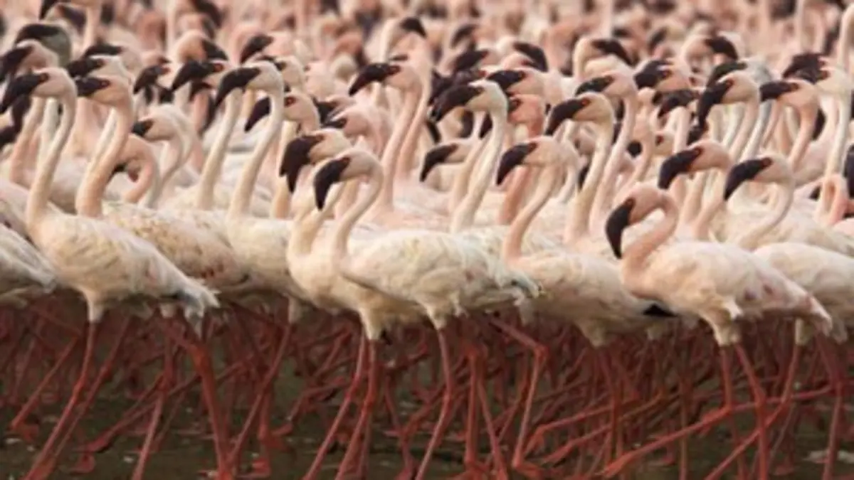 Life, l'aventure de la vie S01E05 Les oiseaux