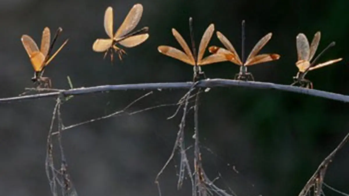 Life, l'aventure de la vie S01E06 Les insectes