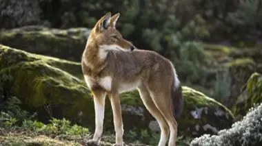 Prédateurs et proies