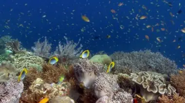 Créatures des profondeurs