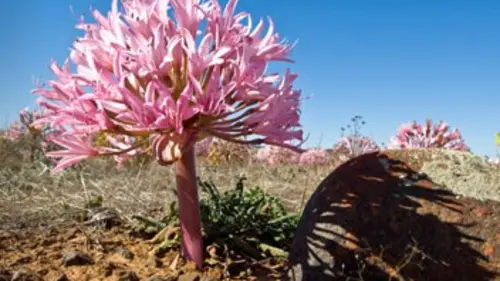 Life, l'aventure de la vie S01E09 Les plantes