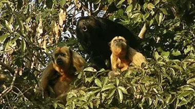 Construire pour survivre